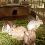 rabbit