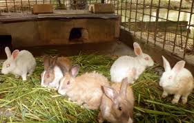 rabbit