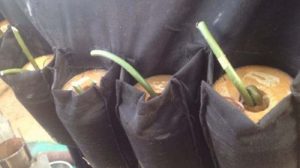 suicide-bomber