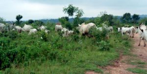 Cattle-graving-on-a-portion-of-the-expanse-1