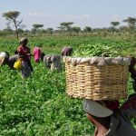 Lagos TUC moves to set up agric co-op for members