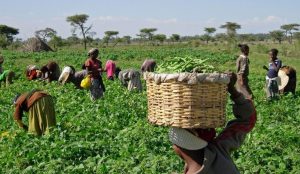 Lagos TUC moves to set up agric co-op for members