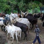 Herdsmen2