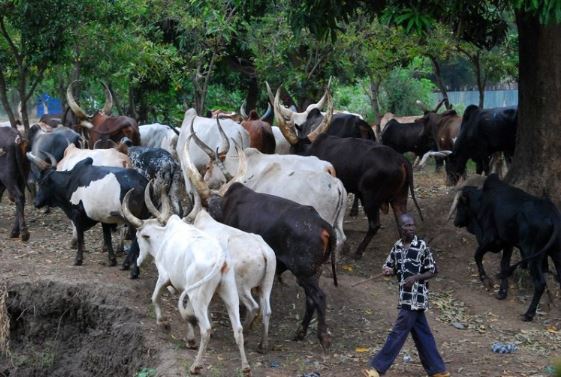 Herdsmen2
