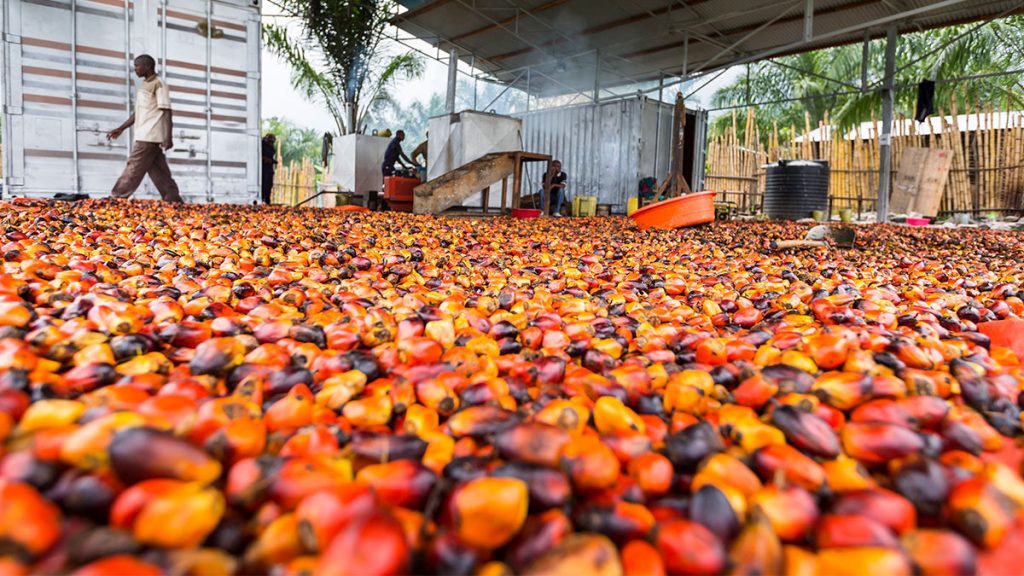 Nigeria can create 1 million jobs from palm oil – NPPAN