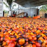 Nigeria can create 1 million jobs from palm oil – NPPAN