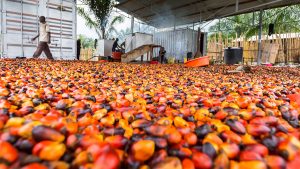 Nigeria can create 1 million jobs from palm oil – NPPAN