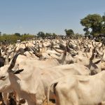 fulani-Herdsmen