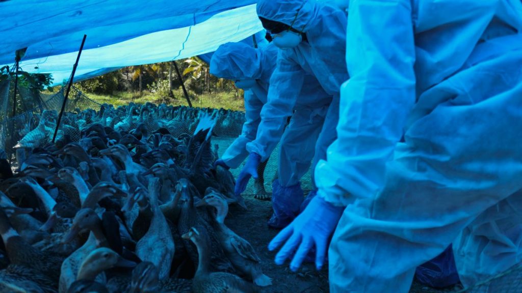Bird flu spreads across India, culls underway in several states
