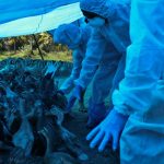 Bird flu spreads across India, culls underway in several states