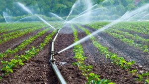Olubadan, traditional worshippers want South-West governors to adopt irrigation farming