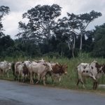 Northern elders appeal to Buhari over alleged attacks on Fulani herders in South-East, South-West