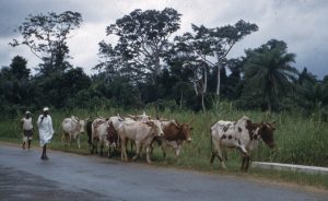 Northern elders appeal to Buhari over alleged attacks on Fulani herders in South-East, South-West