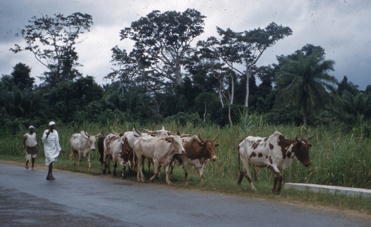 Northern elders appeal to Buhari over alleged attacks on Fulani herders in South-East, South-West