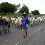 Ogun monarch warns subjects against harbouring migrating herders