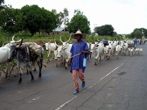 Ogun monarch warns subjects against harbouring migrating herders