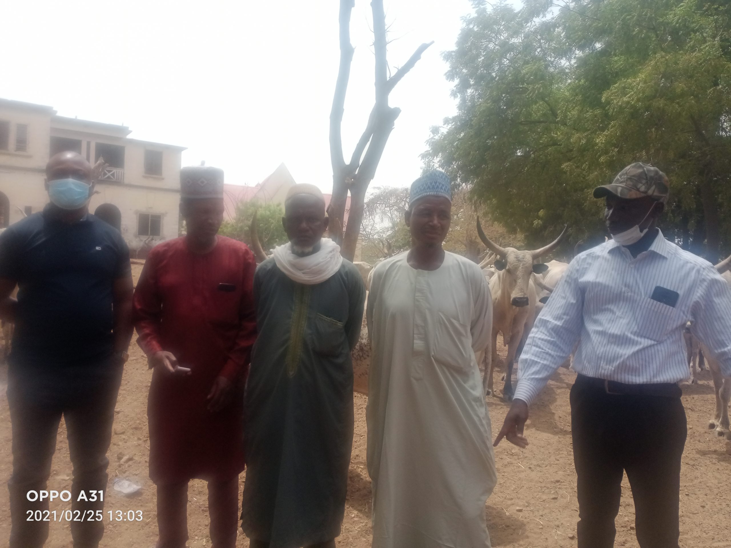 Benue govt returns 210 impounded cattle to owners