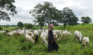 NNI proposes five years jail term for unauthorised herders