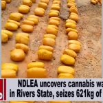 NDLEA uncovers cannabis warehouse in Rivers [VIDEO]