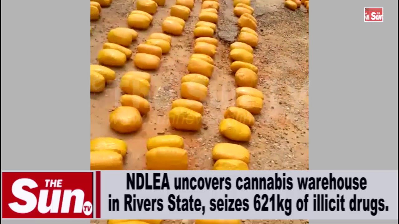 NDLEA uncovers cannabis warehouse in Rivers [VIDEO]