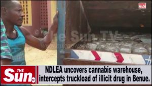NDLEA uncovers cannabis warehouse, intercepts truckload of illicit drug in Benue [VIDEO]