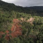 International Day of Forests: Ogun moves against illegal enclaves in forest reserves