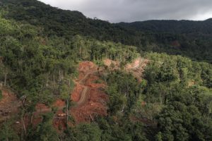 International Day of Forests: Ogun moves against illegal enclaves in forest reserves