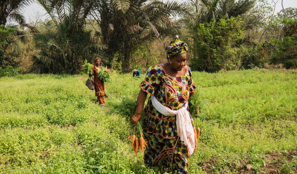 Agriculture: CBN, NIRSAL, others frustrating our efforts – Babalola
