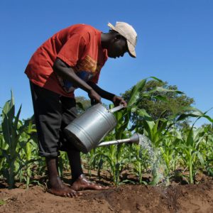 30,267 farmers got N4.32 billion ACGSF loan in 2020 – CBN
