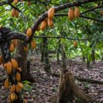 cocoa-pods