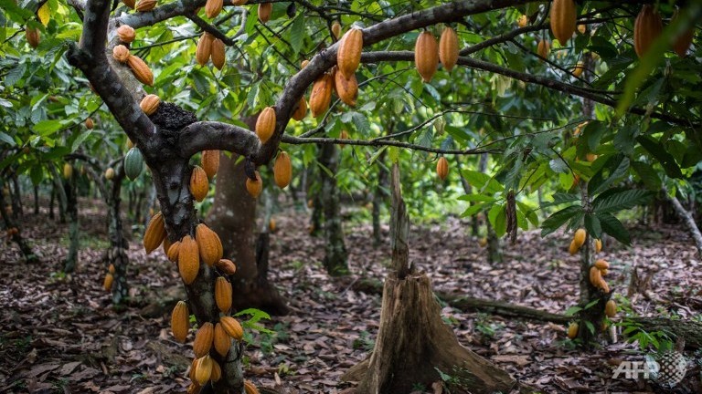 cocoa-pods