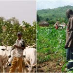 herdsmen-and-farmer