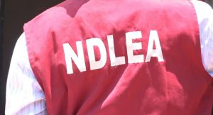 ndlea-seizes-over-700kg-of-illicit-drugs-arrests-446-suspects-in-katsina