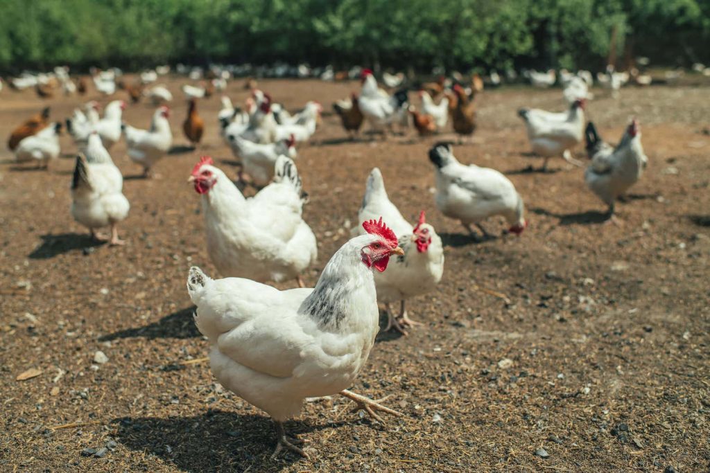 poultry-small-chicken-farm-coronavirus-covid-19-may-2020-min-1