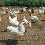 poultry-small-chicken-farm-coronavirus-covid-19-may-2020-min-1