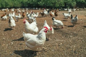 poultry-small-chicken-farm-coronavirus-covid-19-may-2020-min-1