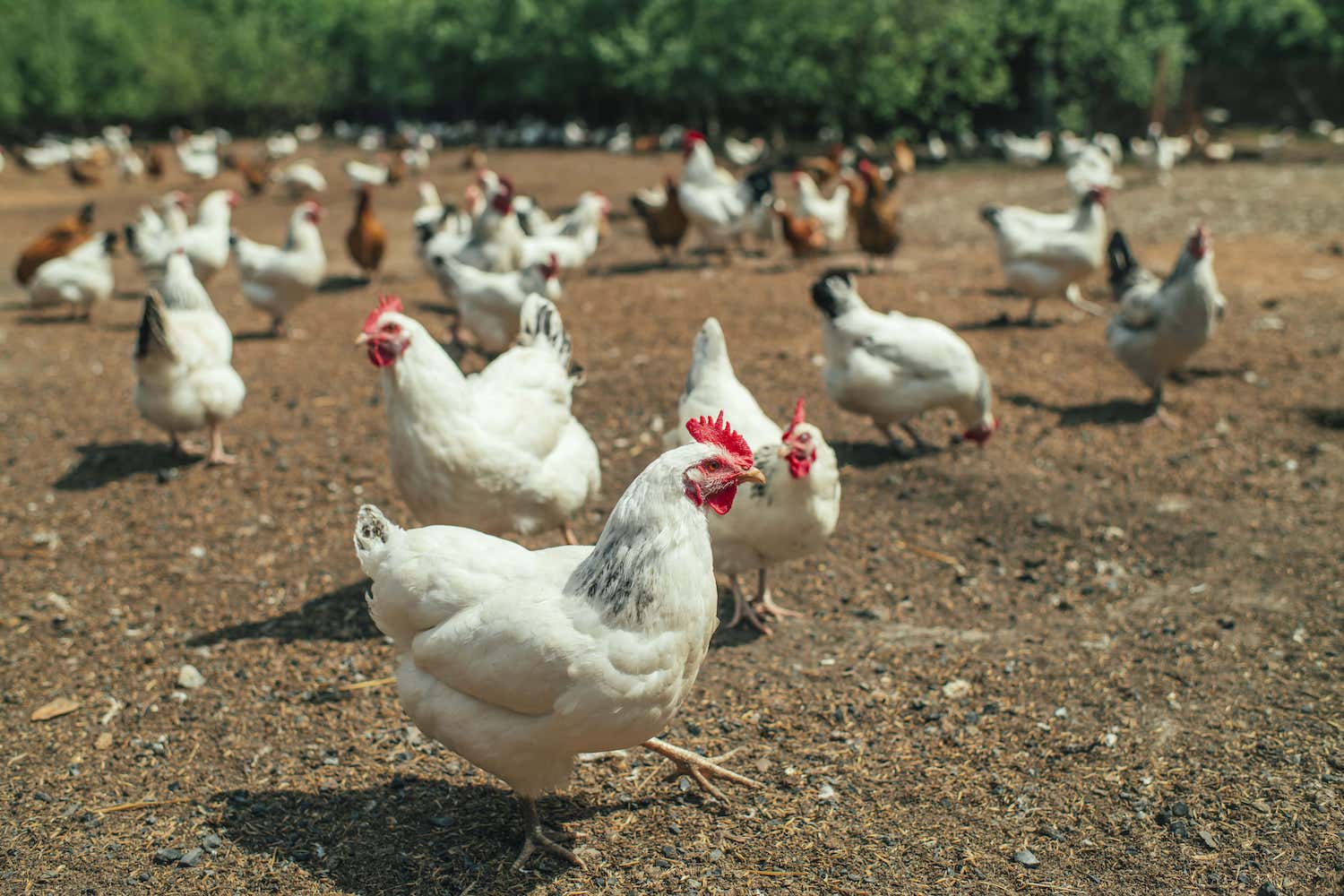 poultry-small-chicken-farm-coronavirus-covid-19-may-2020-min-1