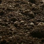 soil