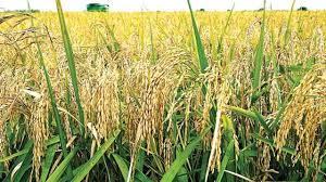 wheat