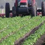 Potato support project empowers 220 farmers in Plateau