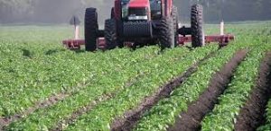 Potato support project empowers 220 farmers in Plateau