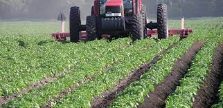 Potato support project empowers 220 farmers in Plateau