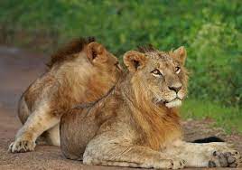 lion