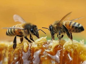 bee4-750×559