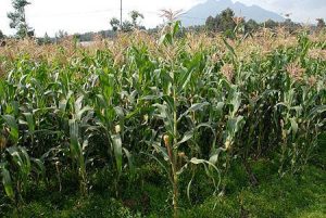 maize