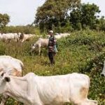 open grazing