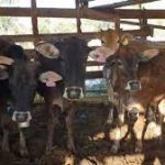Laos launches campaign to boost cattle exports to China