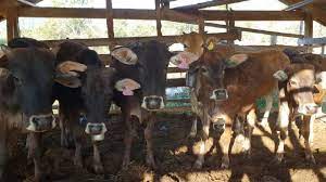 Laos launches campaign to boost cattle exports to China