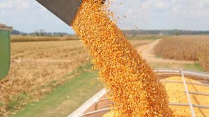 maize1
