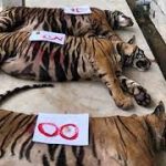 8 tigers die in Vietnam after being rescued from captivity